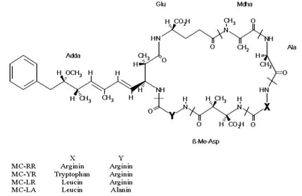 MICROCYSTIN DETECTION IN WATER